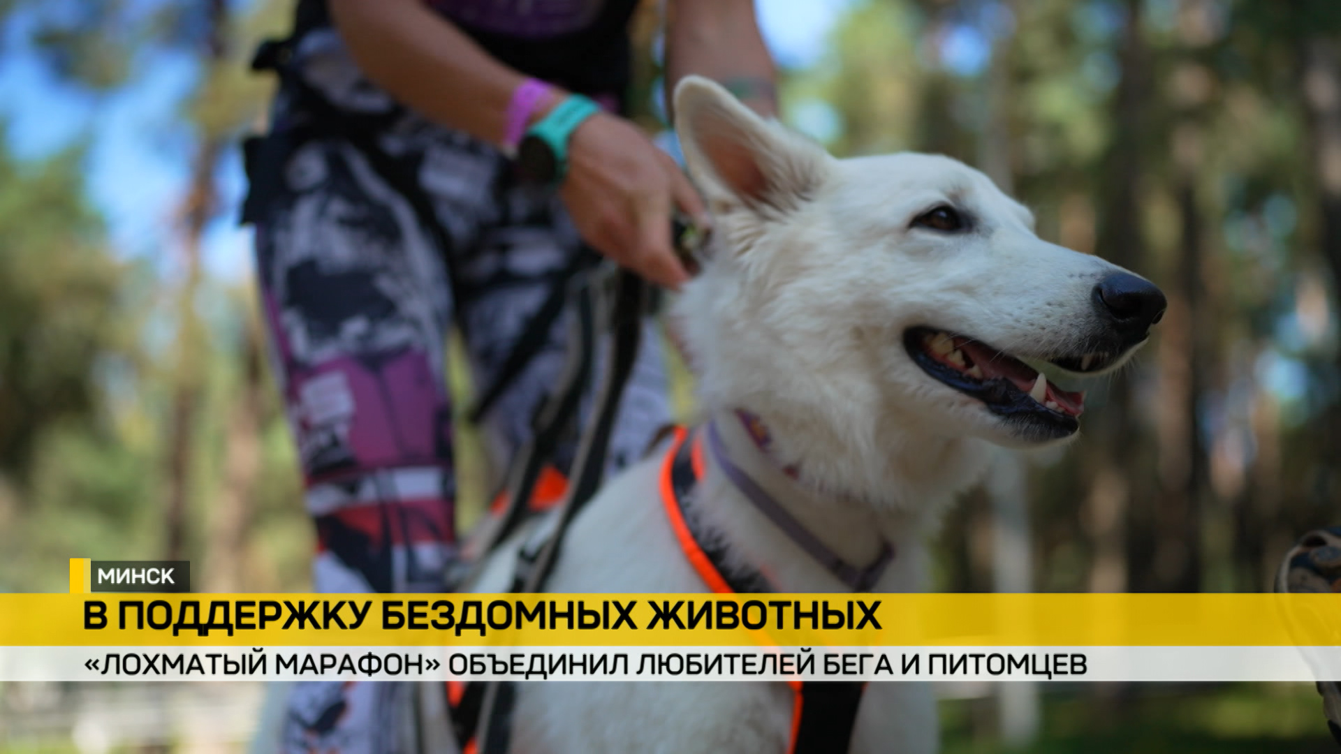 лохматый марафон. забег собак, благотворительность